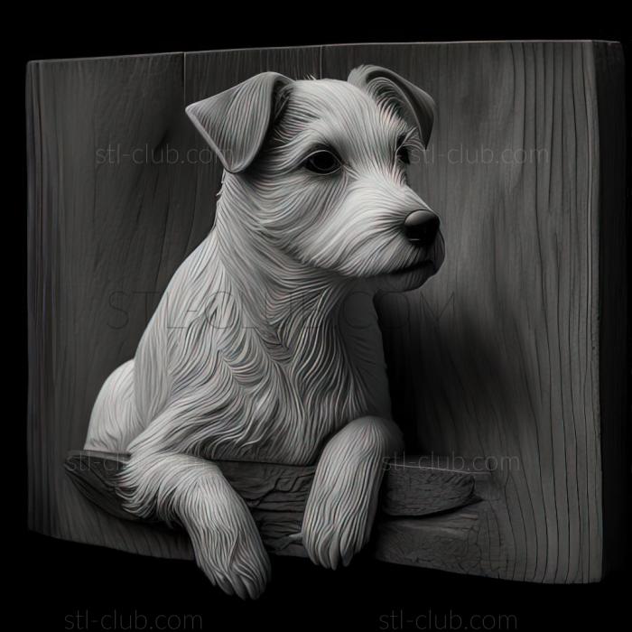 st Parson Russell Terrier dog